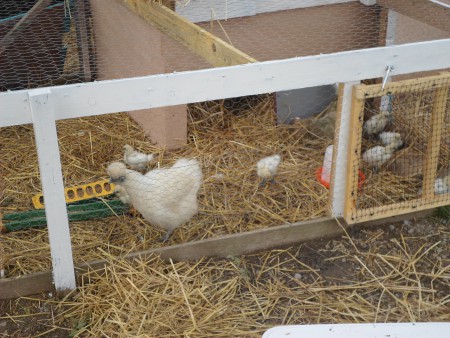 une des 4 poules blanche et ses poussins